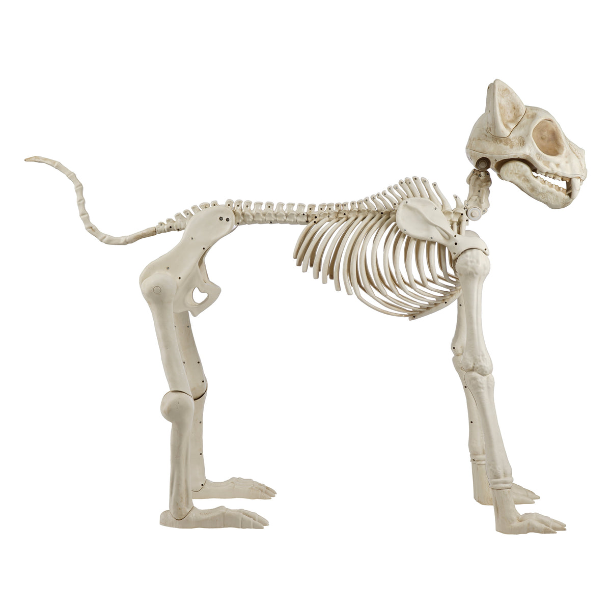 Witchwood™ Beige Plastic Animated Skeleton Cat, 60-inch, Halloween Decoration