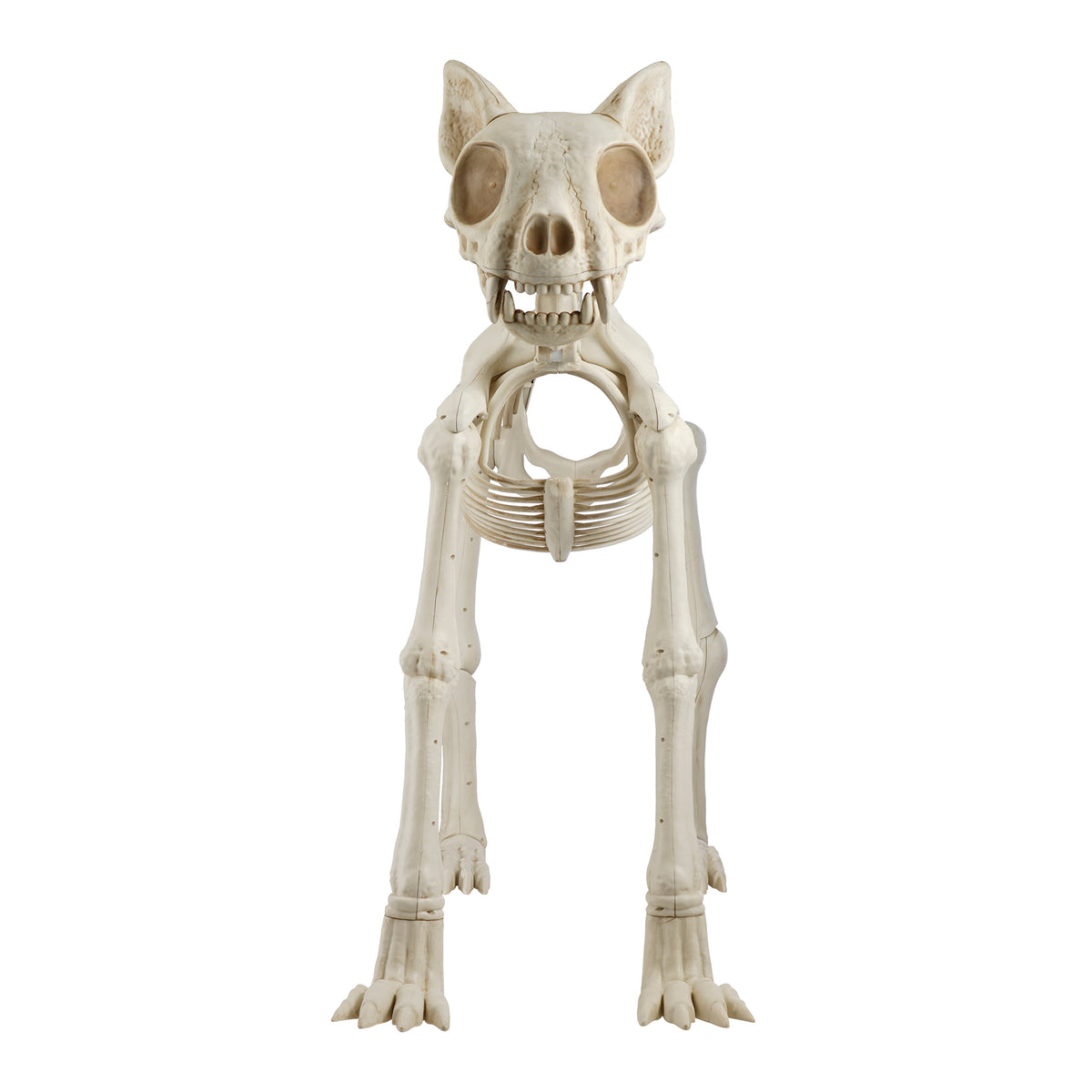 Witchwood™ Beige Plastic Animated Skeleton Cat, 60-inch, Halloween Decoration
