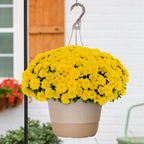 Witchwood™ 1.5G Yellow Garden Mum Live Plant in Hanging Basket