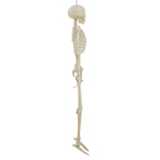 Witchwood™ 5-foot Poseable LED Illuminated Skeleton, Halloween Decoration