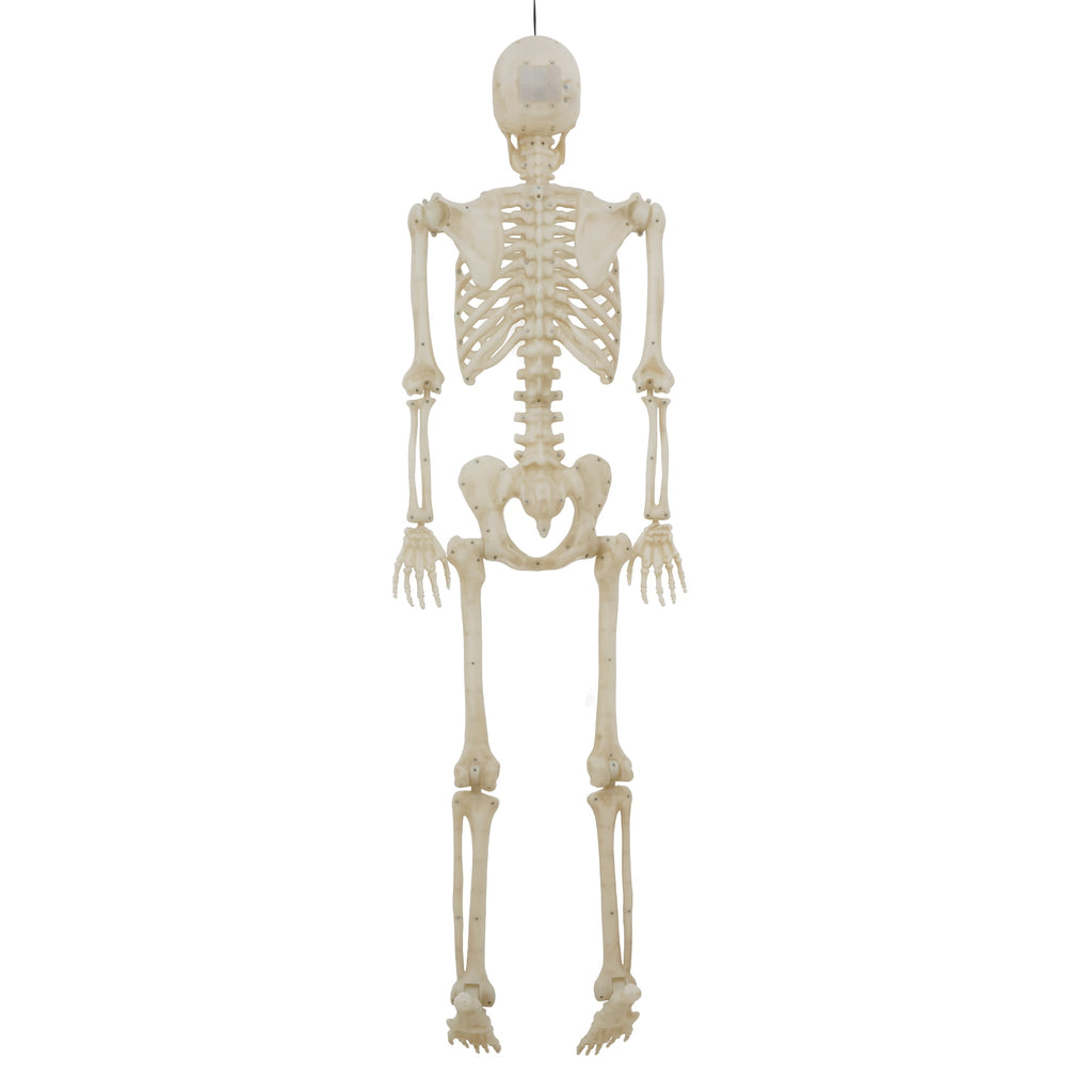Witchwood™ 5-foot Poseable LED Illuminated Skeleton, Halloween Decoration