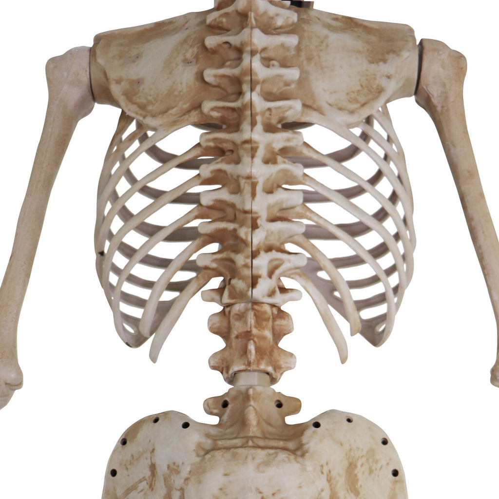 Witchwood™ 8 ft Tall Motion-Activated Towering Skeleton, Premium Talking Halloween Animatronic Decoration, Plug-In, HHTWRSKEL-2FLSA
