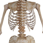 Witchwood™ 8 ft Tall Motion-Activated Towering Skeleton, Premium Talking Halloween Animatronic Decoration, Plug-In, HHTWRSKEL-2FLSA