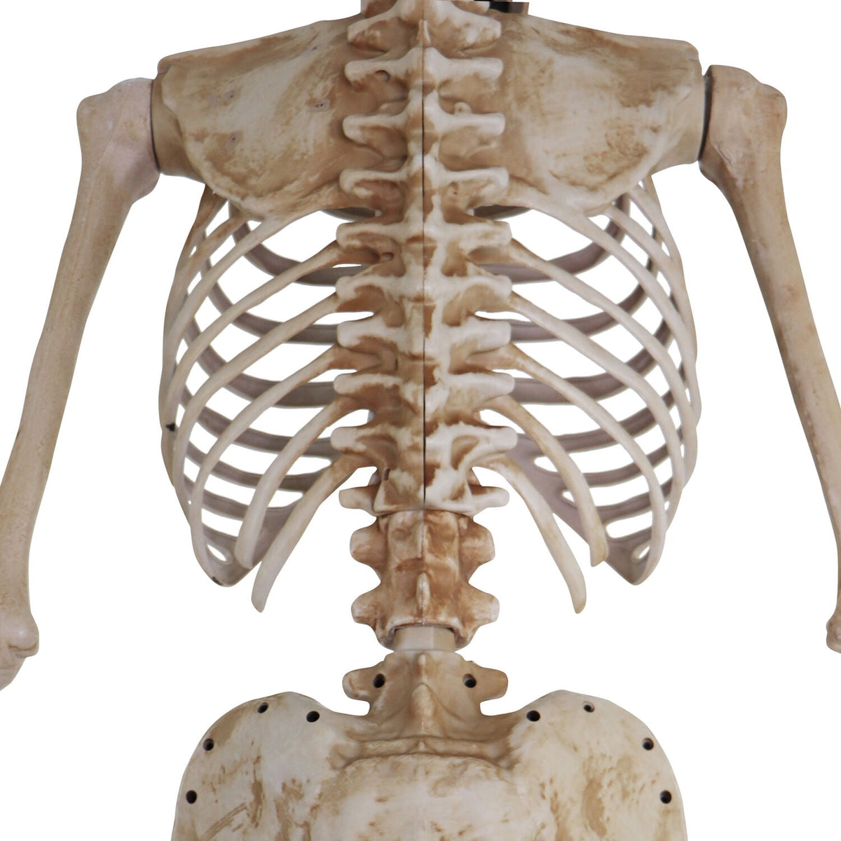Witchwood™ 8 ft Tall Motion-Activated Towering Skeleton, Premium Talking Halloween Animatronic Decoration, Plug-In, HHTWRSKEL-2FLSA
