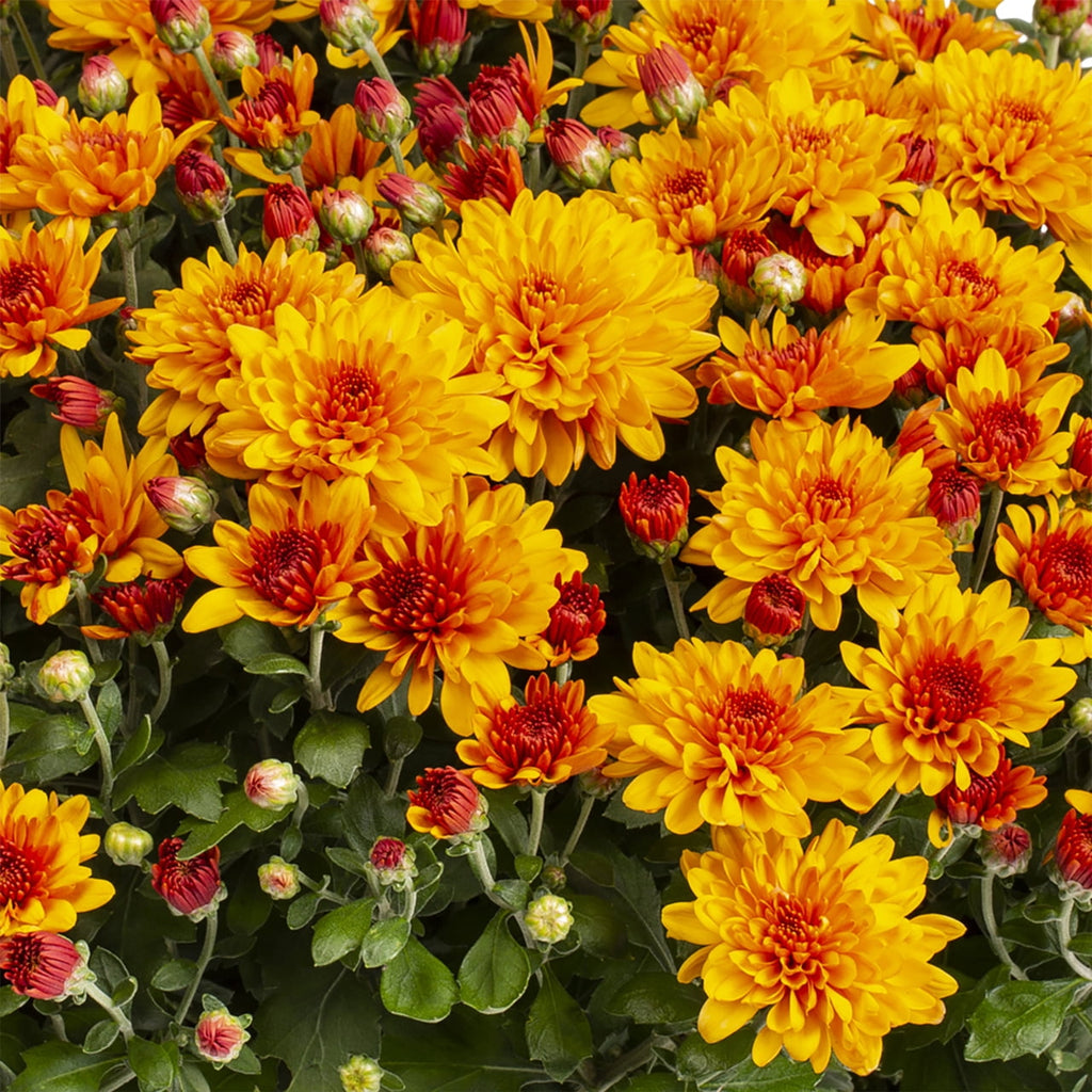 Witchwood™ 1G Orange Garden Mum Live Plant in Decorative Planter