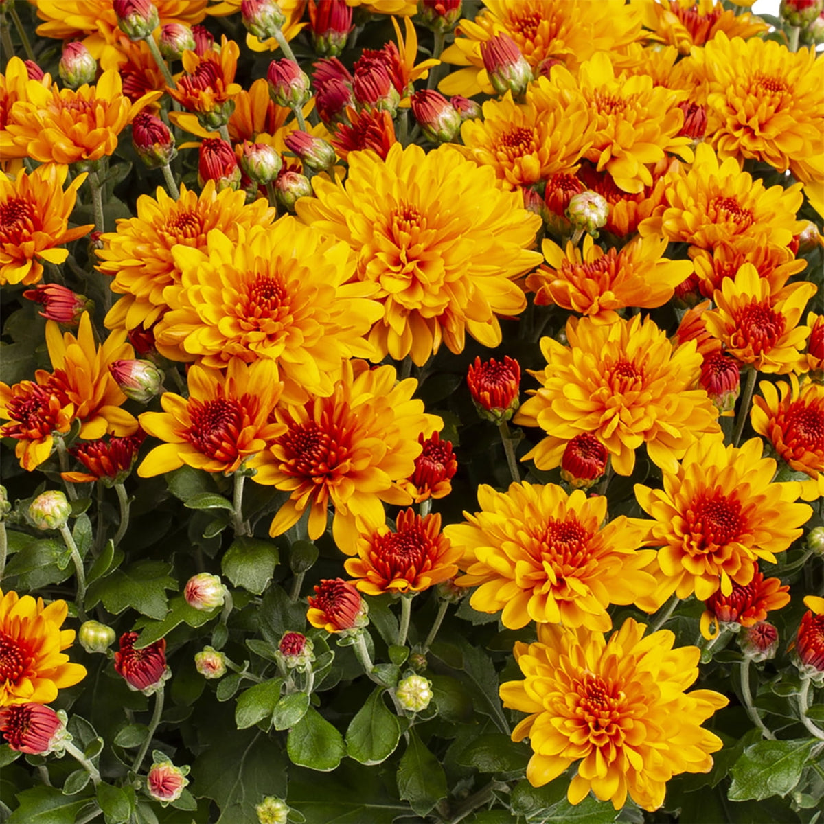 Witchwood™ 1G Orange Garden Mum Live Plant in Decorative Planter