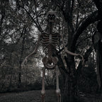 Witchwood™ 8 ft Tall Motion-Activated Towering Skeleton, Premium Talking Halloween Animatronic Decoration, Plug-In, HHTWRSKEL-2FLSA