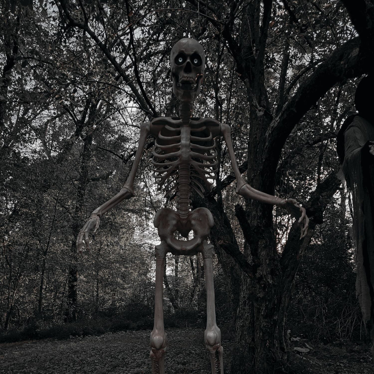 Witchwood™ 8 ft Tall Motion-Activated Towering Skeleton, Premium Talking Halloween Animatronic Decoration, Plug-In, HHTWRSKEL-2FLSA