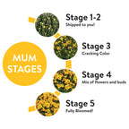 Witchwood™ 1.5G Yellow Garden Mum Live Plant in Hanging Basket
