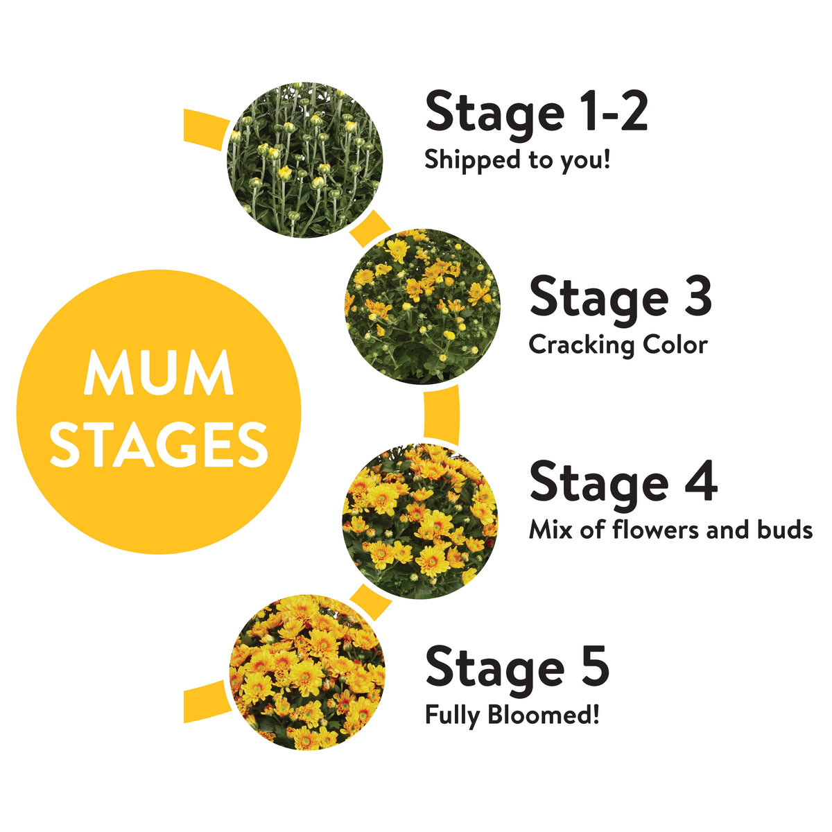 Witchwood™ 1.5G Yellow Garden Mum Live Plant in Hanging Basket