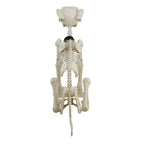 Witchwood™ 60-inch Animated Beige Skeleton Dog, Halloween Decoration