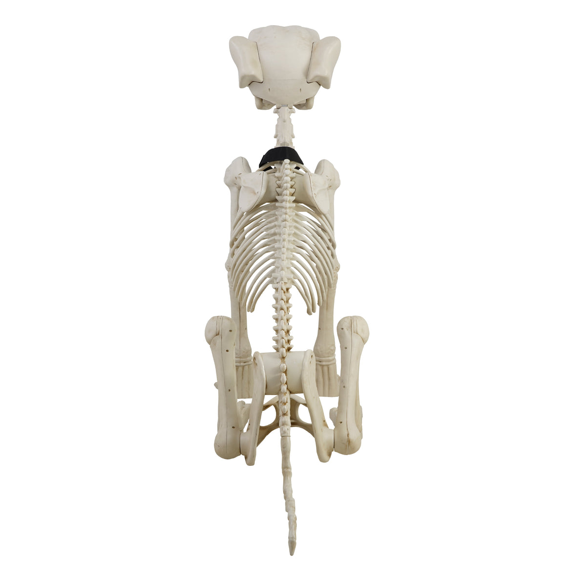 Witchwood™ 60-inch Animated Beige Skeleton Dog, Halloween Decoration