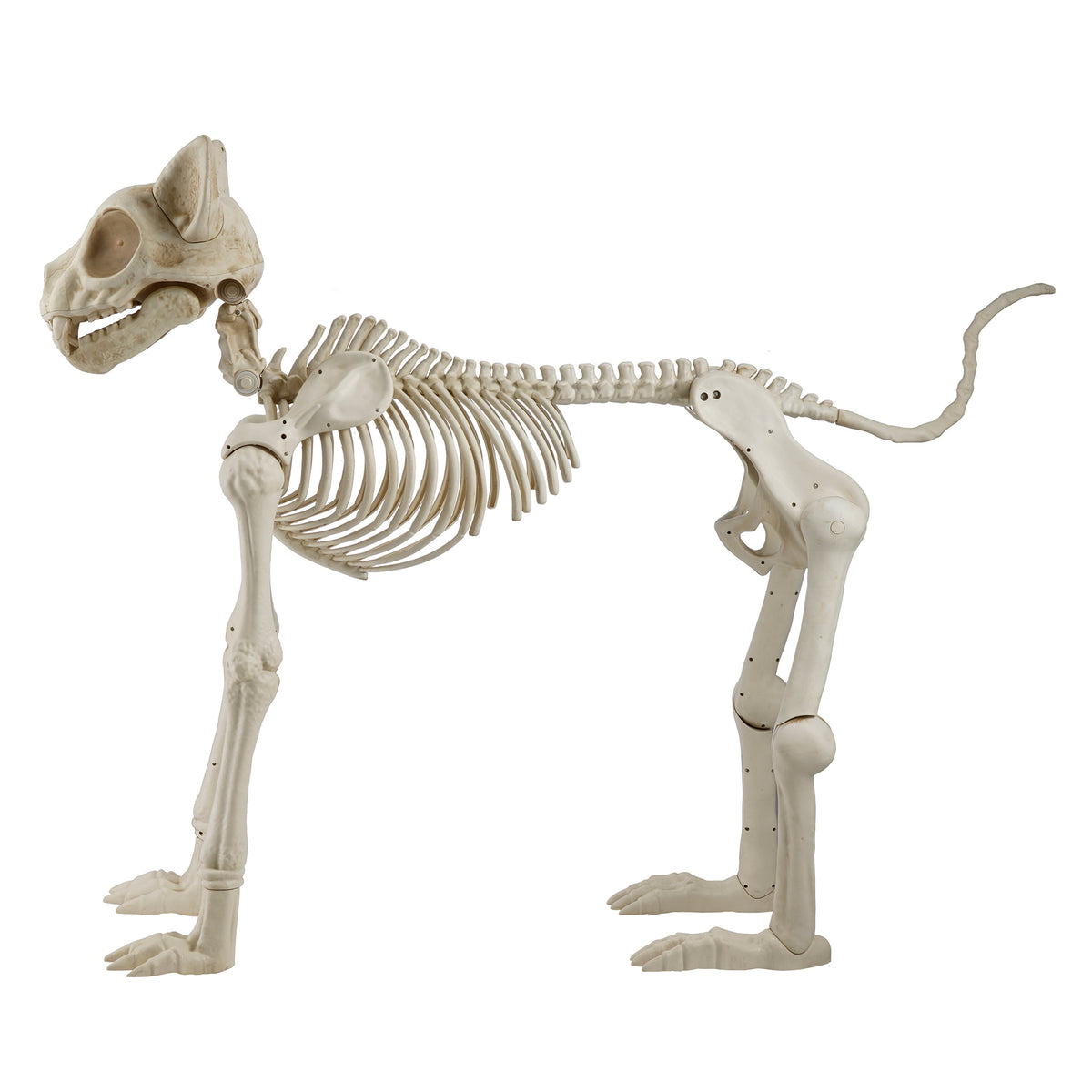 Witchwood™ Beige Plastic Animated Skeleton Cat, 60-inch, Halloween Decoration