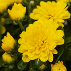 Witchwood™ 1.5G Yellow Garden Mum Live Plant in Hanging Basket