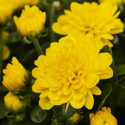 Witchwood™ 1.5G Yellow Garden Mum Live Plant in Hanging Basket