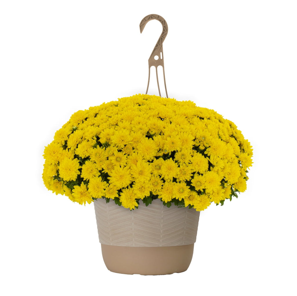Witchwood™ 1.5G Yellow Garden Mum Live Plant in Hanging Basket