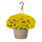 Witchwood™ 1.5G Yellow Garden Mum Live Plant in Hanging Basket