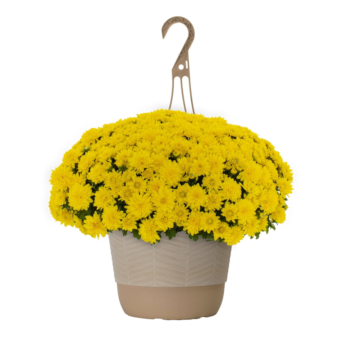 Witchwood™ 1.5G Yellow Garden Mum Live Plant in Hanging Basket