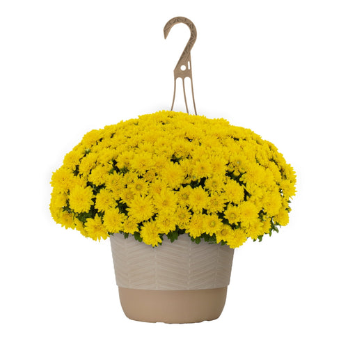 Witchwood™ 1.5G Yellow Garden Mum Live Plant in Hanging Basket