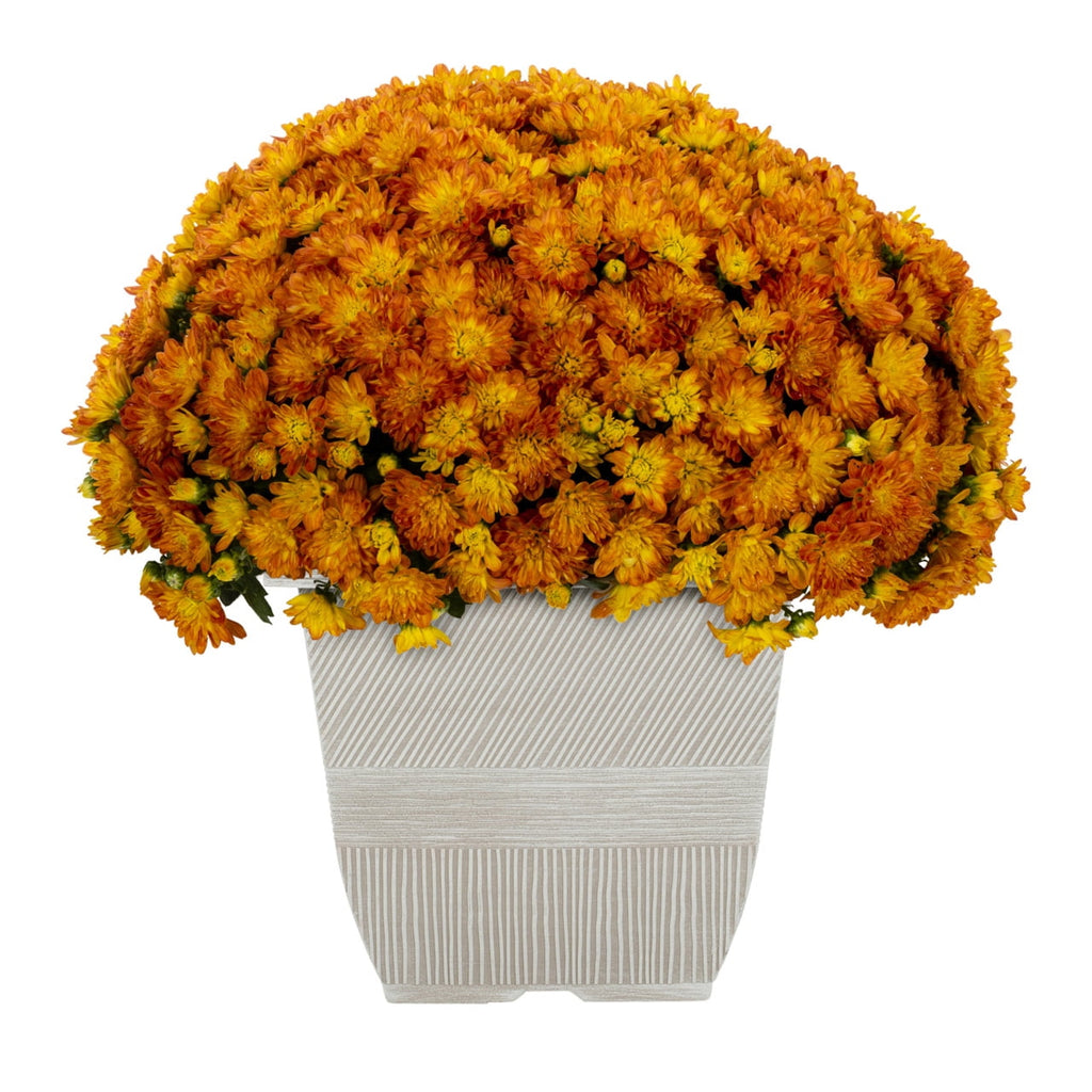 Witchwood™ 1G Orange Garden Mum Live Plant in Decorative Planter