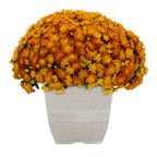 Witchwood™ 1G Orange Garden Mum Live Plant in Decorative Planter