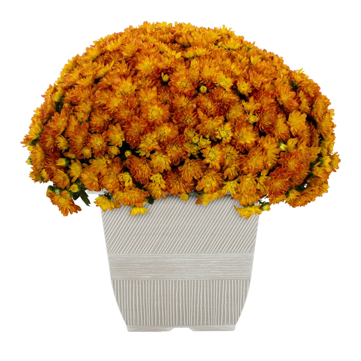 Witchwood™ 1G Orange Garden Mum Live Plant in Decorative Planter
