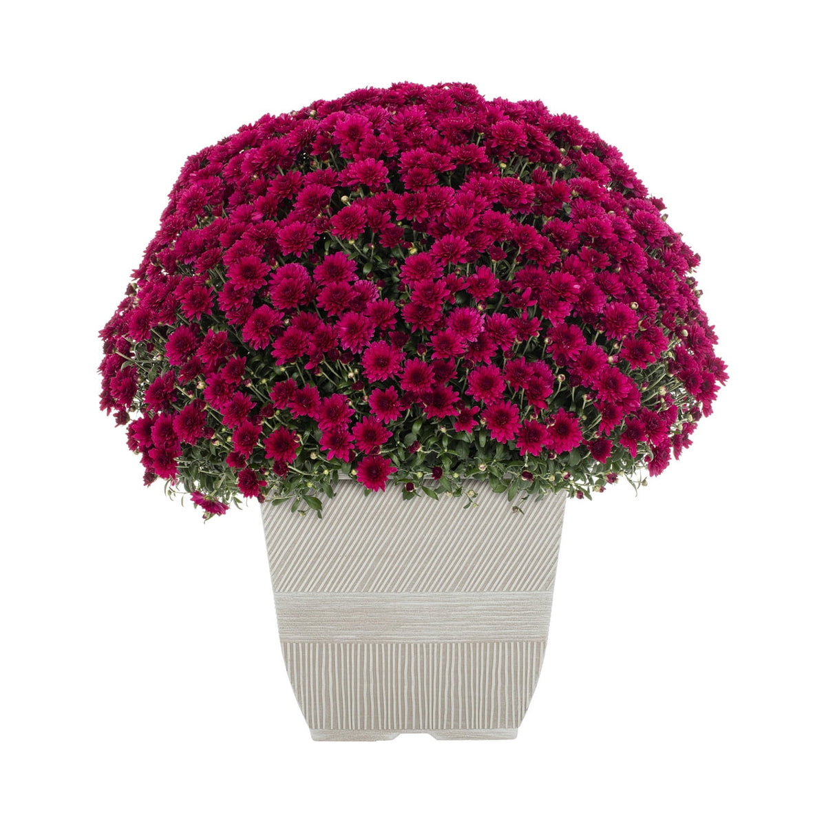 Witchwood™ 1G Orange Garden Mum Live Plant in Decorative Planter