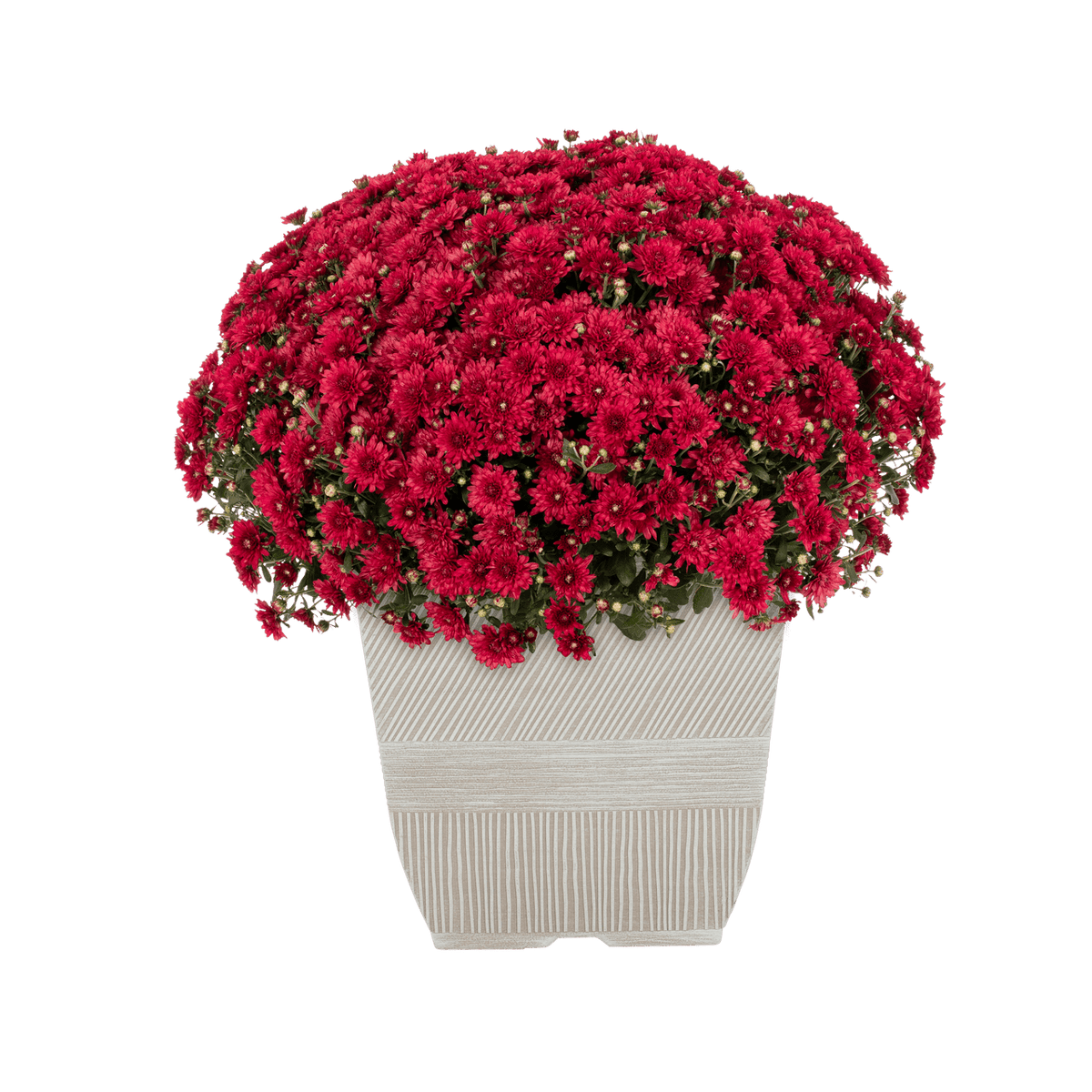 Witchwood™ 1G Orange Garden Mum Live Plant in Decorative Planter
