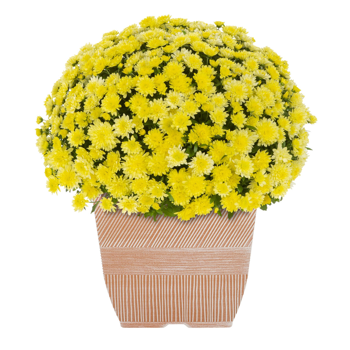 Witchwood™ 1G Orange Garden Mum Live Plant in Decorative Planter