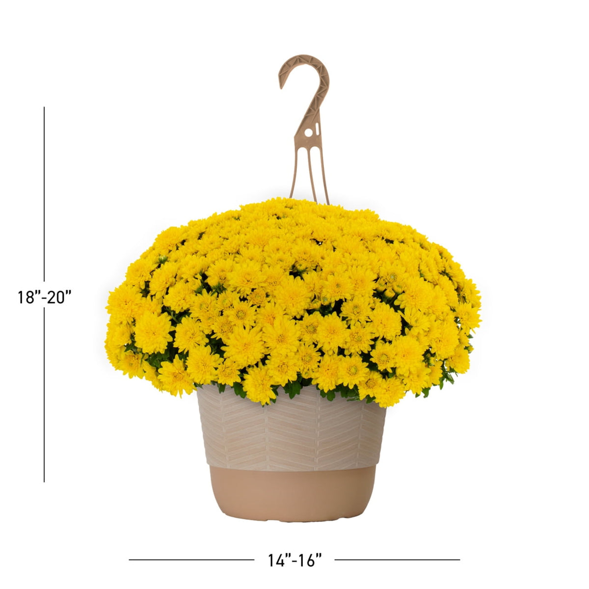 Witchwood™ 1.5G Yellow Garden Mum Live Plant in Hanging Basket