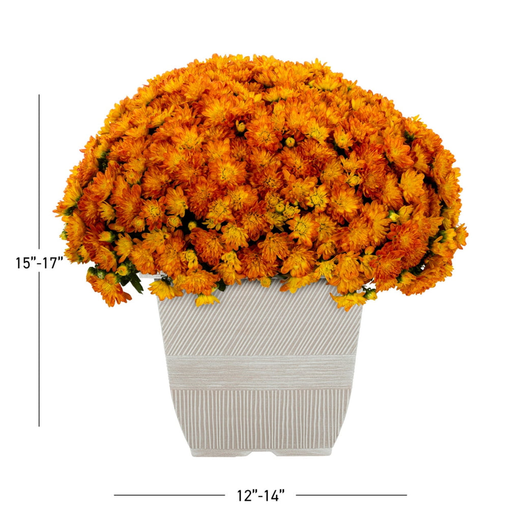 Witchwood™ 1G Orange Garden Mum Live Plant in Decorative Planter