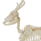 Witchwood™ LED Illuminated Deer Skeleton, 60-inch, Halloween Decoration
