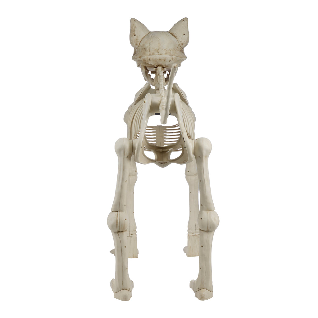 Witchwood™ Beige Plastic Animated Skeleton Cat, 60-inch, Halloween Decoration