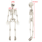 Witchwood™ OZMI Halloween Skeleton Decoration for Haunted House, 38 Inch Full Body Plastic Skull Skeleton with Posable Joints for Halloween Party Haunted House Bar Graveyard Decorations Party