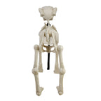 Witchwood™ 60-inch Animated Beige Skeleton Dog, Halloween Decoration
