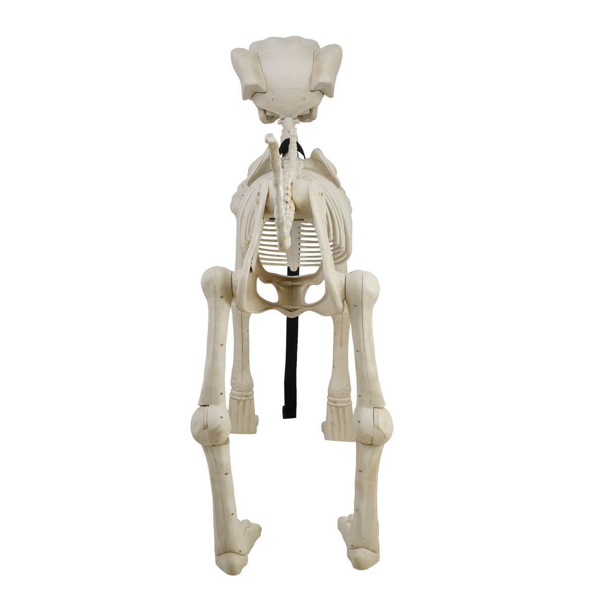 Witchwood™ 60-inch Animated Beige Skeleton Dog, Halloween Decoration