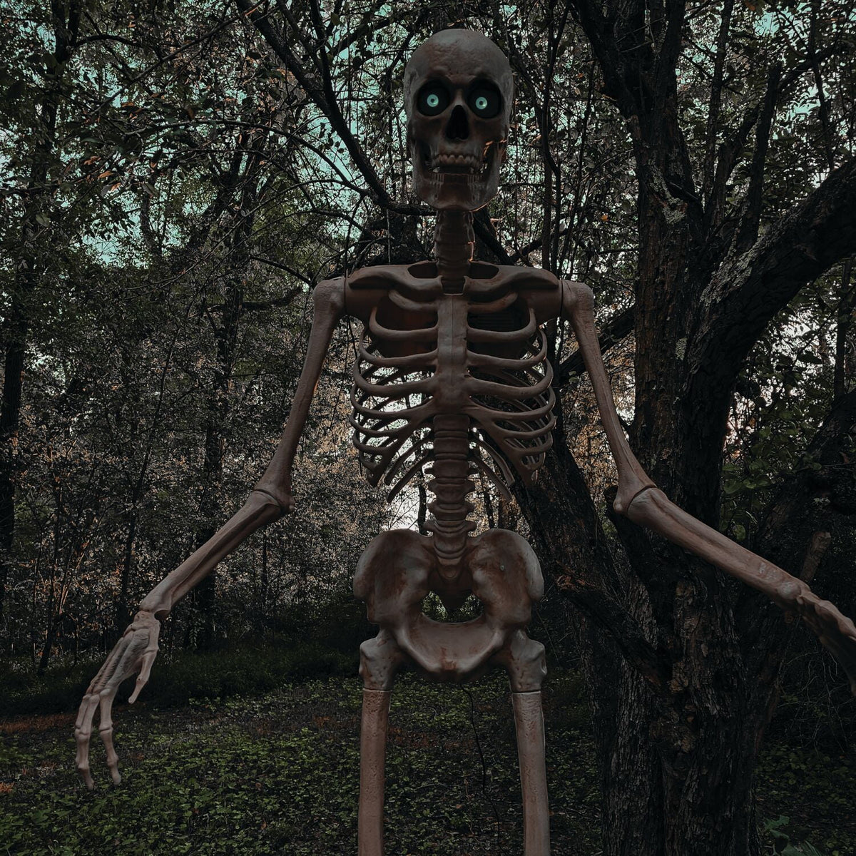 Witchwood™ 8 ft Tall Motion-Activated Towering Skeleton, Premium Talking Halloween Animatronic Decoration, Plug-In, HHTWRSKEL-2FLSA