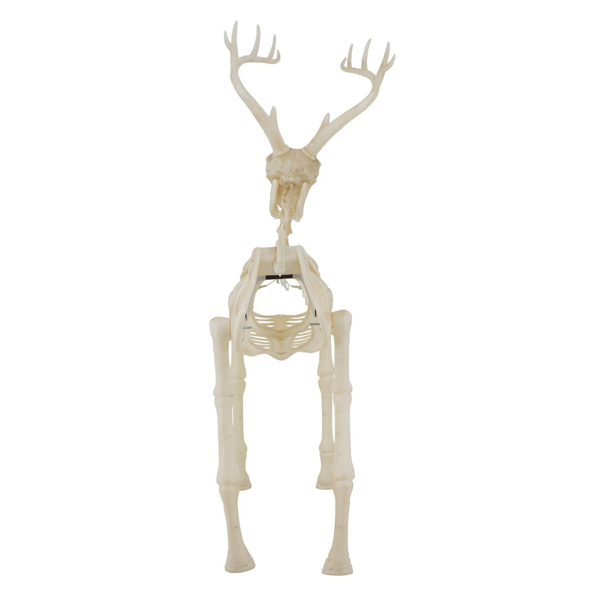 Witchwood™ LED Illuminated Deer Skeleton, 60-inch, Halloween Decoration