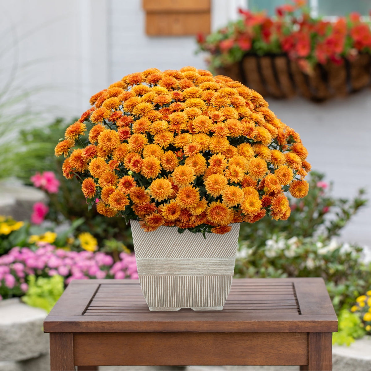 Witchwood™ 1G Orange Garden Mum Live Plant in Decorative Planter